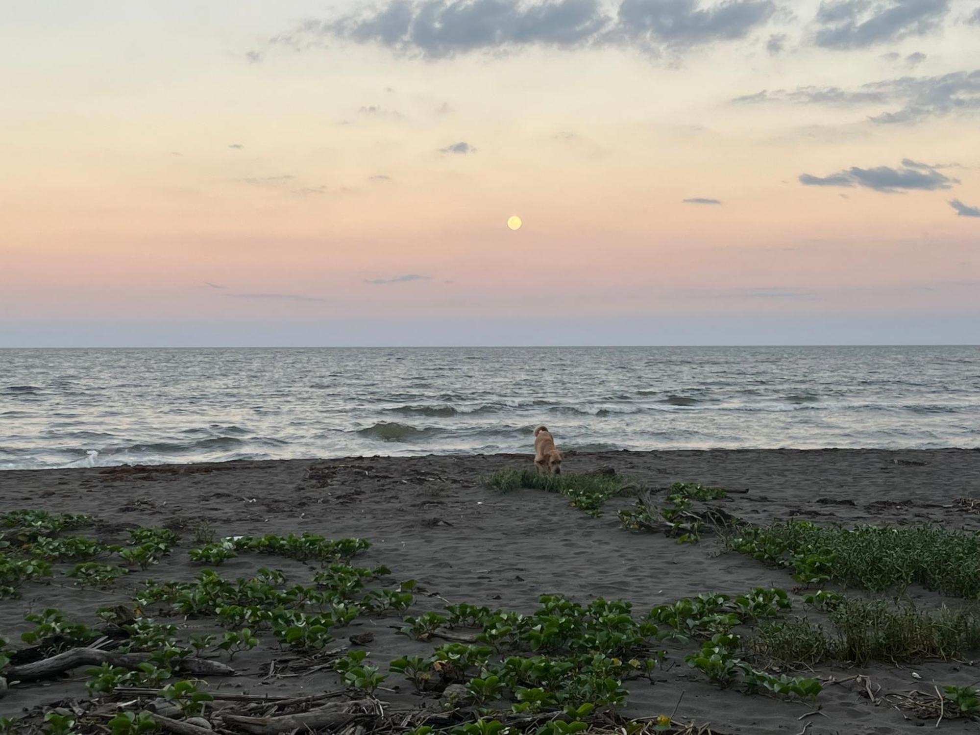 Frias Home Tortuguero Bagian luar foto